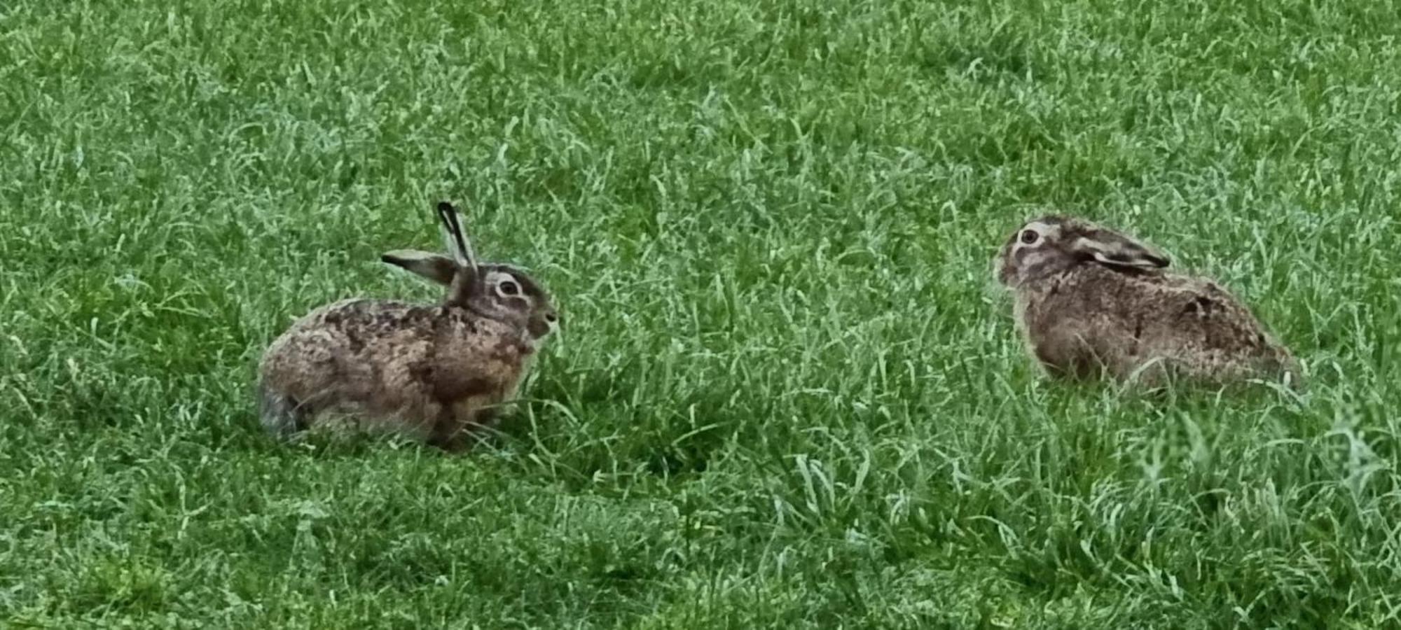 B&B Zusenzomer Oostwoud Esterno foto